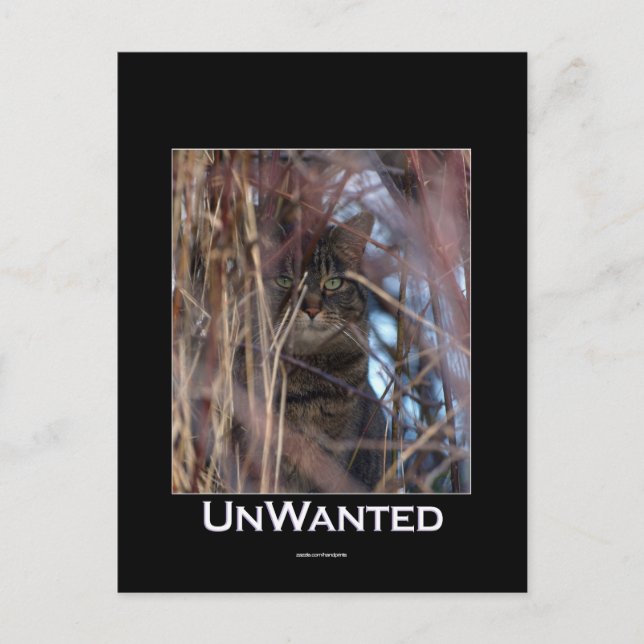 Wilde Tabby Cat Demotivational Animal Postcard Postkarte (Vorderseite)