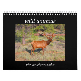 Wilde Tiere 2026 Kalender