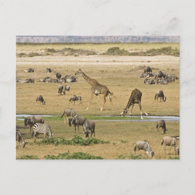 Wilde Tiere, Zebras und Giraffen Postkarte (Vorderseite)