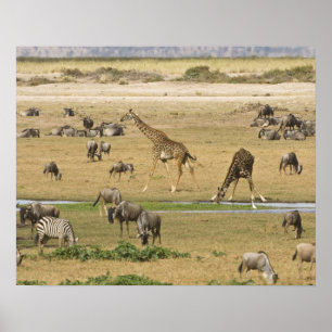 Wilde Tiere, Zebras und Giraffen versammeln sich i Poster