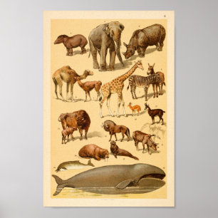Wilde Tiersammlung Elephant Giraffe Kunst Poster