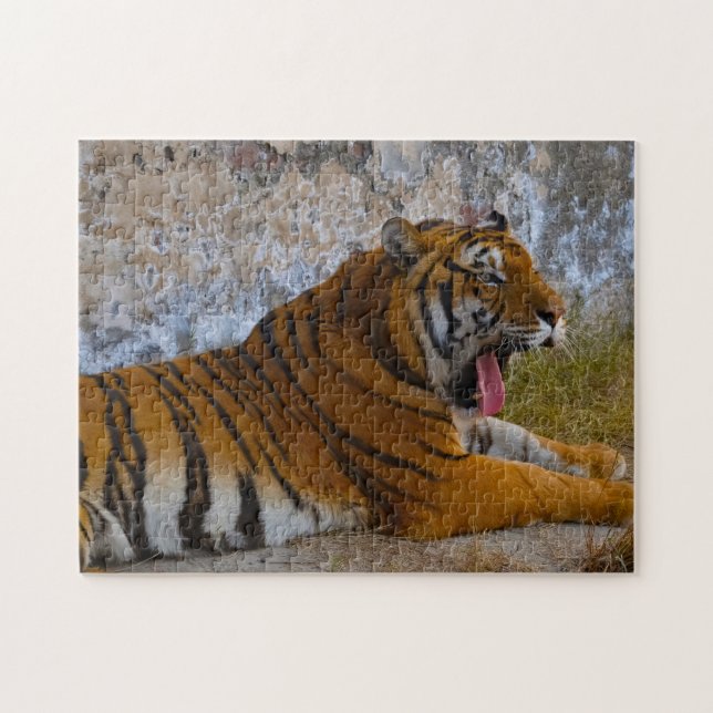 Wilde Tiger Pakistan. Puzzle (Horizontal)