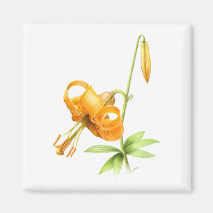 Wilde Tigerlilie Magnet