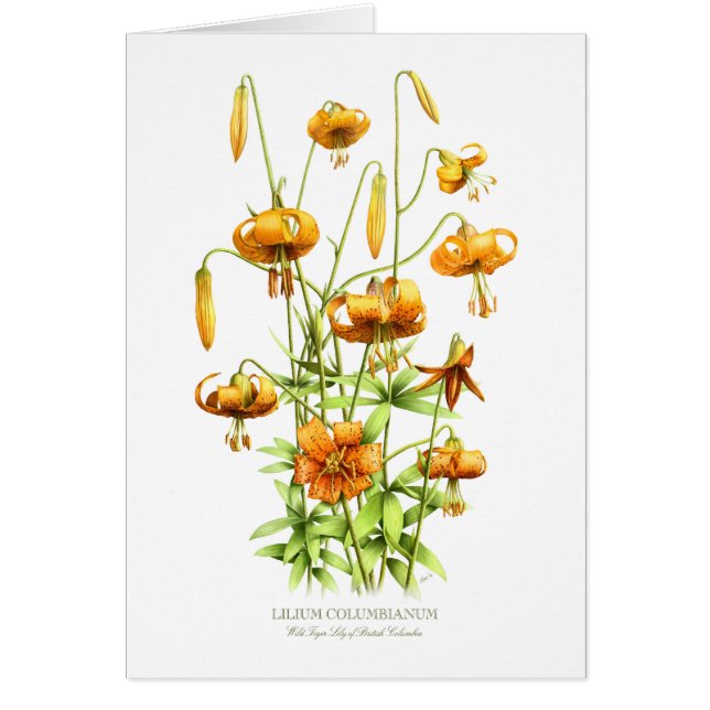 Wilde Tigerlilien (Vorne)