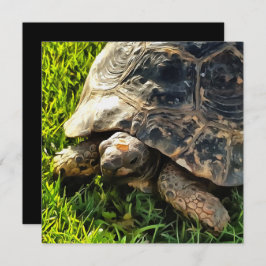 Wilde Tortoise im Gras Wiesen Kunst, Dichtung und Einladung