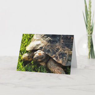 Wilde Tortoise im Gras Wiesen Kunst, Dichtung und Karte