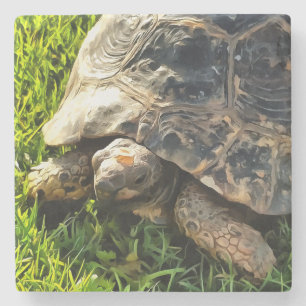Wilde Tortoise im Gras Wiesen Kunst, Dichtung und  Steinuntersetzer