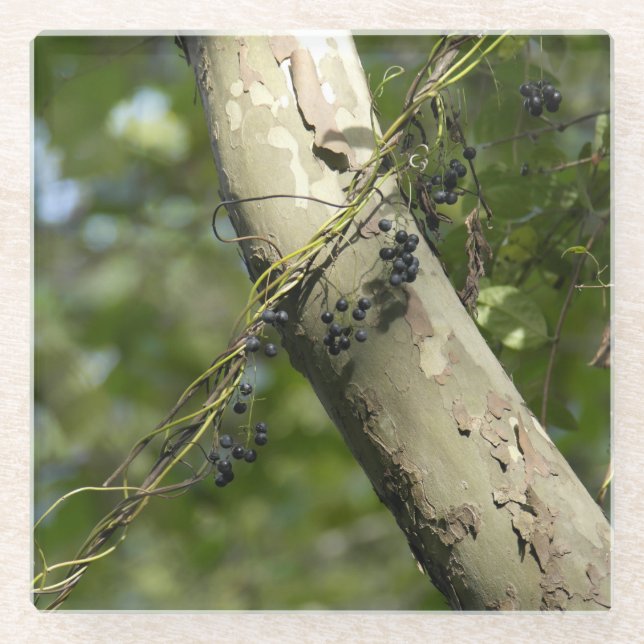 "Wilde Trauben-" ursprüngliche Kunst durch KAS Glasuntersetzer (Vorderseite)