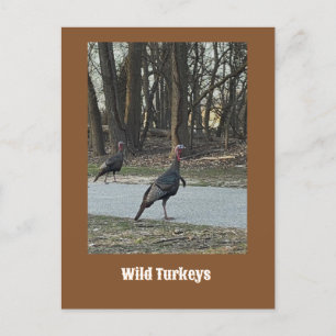 Wilde Trukeys Postcard Postkarte