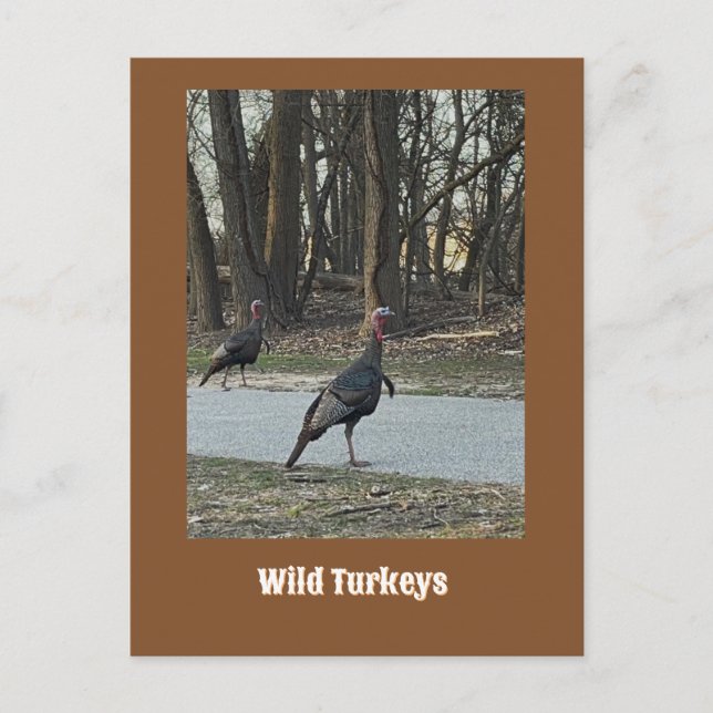 Wilde Truthähne Postkarte (Vorderseite)