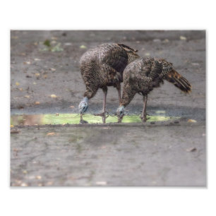 Wilde Truthühner, die aus Puddle Print trinken Fotodruck