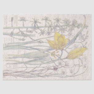 Wilde Tulpe Wildblume Blumen Seidenpapier