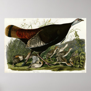 Wilde Türkei Die Vögel Amerikas von James Audubon Poster