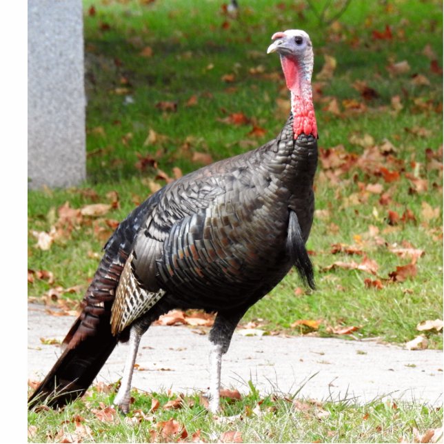 Wilde Türkei Freistehende Fotoskulptur (Vorne)