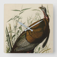 Wilde Türkei (männlich) von Audubons Vögeln Amerik