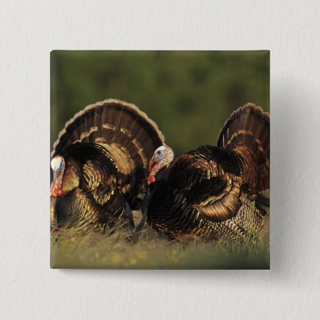 Wilde Türkei, Meleagris gallopavo, Männchen Button (Vorderseite)