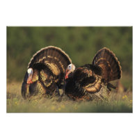 Wilde Türkei, Meleagris gallopavo, Männchen