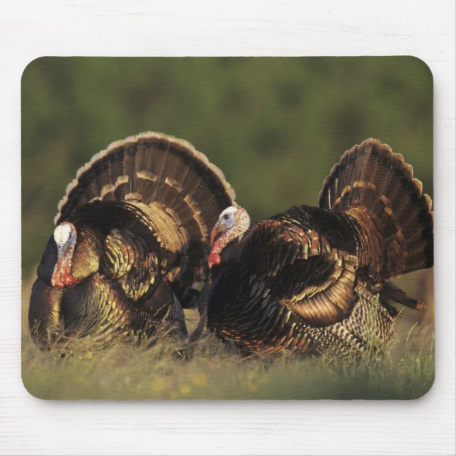 Wilde Türkei, Meleagris gallopavo, Männchen Mousepad (Vorne)