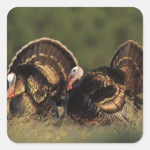 Wilde Türkei, Meleagris gallopavo, Männchen Quadratischer Aufkleber