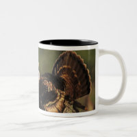 Wilde Türkei, Meleagris gallopavo, Männchen