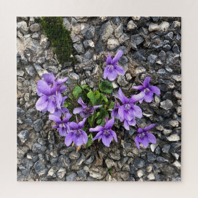 Wilde Viola-Blume, die aus einer rauen Gusswand wa Puzzle (Vertikal)