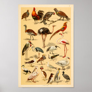 Wilde Vögel Sammlung Flamingo Ostrich Print Poster