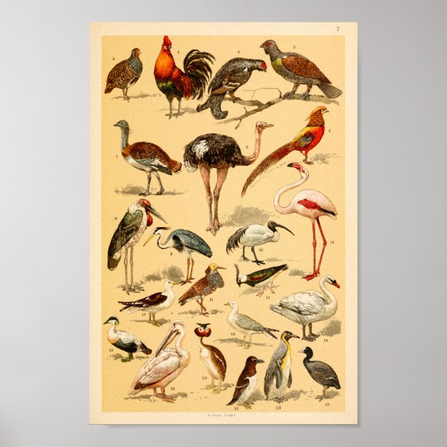 Wilde Vögel Sammlung Flamingo Ostrich Print Poster (Vorne)