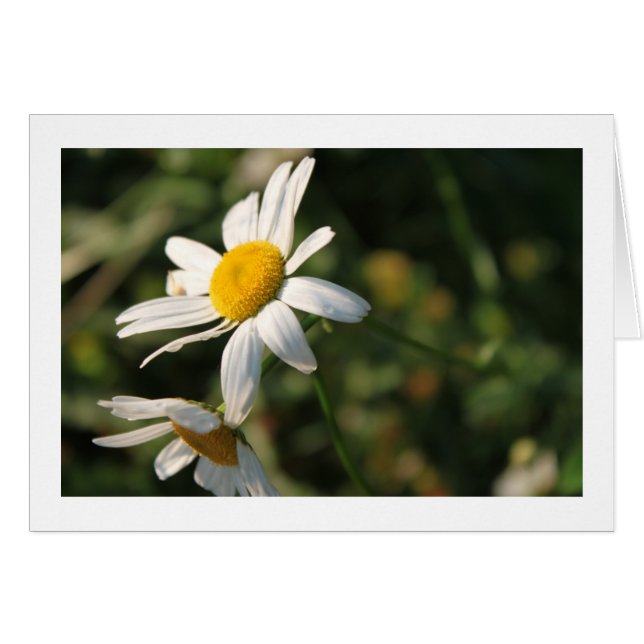 Wilde weiße Blume (Vorderseite (Horizontal))