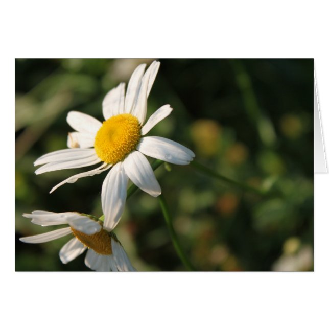 Wilde weiße Blume (Vorderseite (Horizontal))