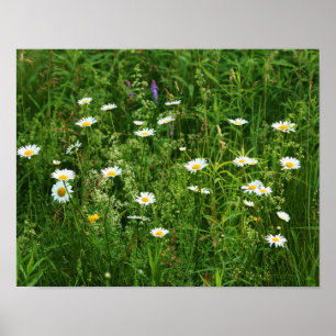 Wilde weiße Daisy-Blume auf dem Feld Poster