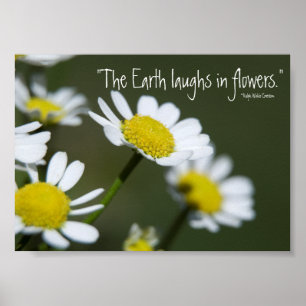 Wilde weiße Gänseblümchen Poster
