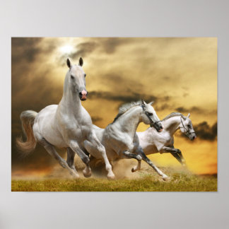 Wilde Weiße Pferde Poster