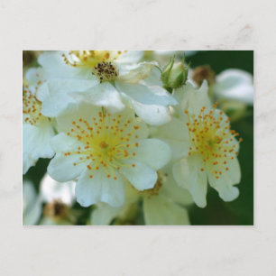 Wilde weiße Rambling-Rose Blume Postkarte