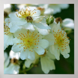 Wilde weiße wuchernde Rosen blühen auf dem Platz Poster