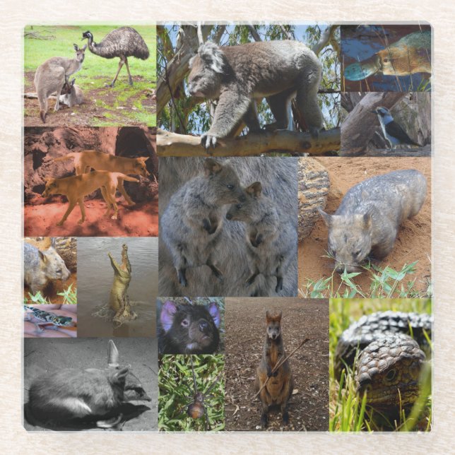 Wilde Wunder: Australische Fotocollage fesseln Glasuntersetzer (Vorderseite)