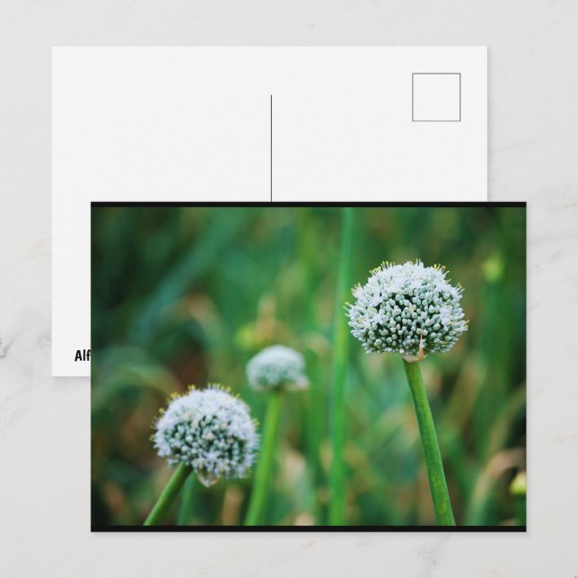 Wilde Zwiebelblüte Postkarte (Vorne/Hinten)