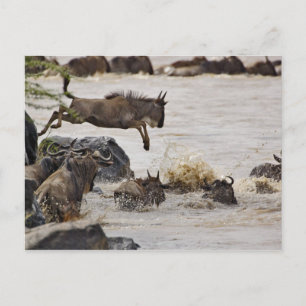 Wildebeest, der während der Zeit in den Mara River Postkarte