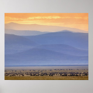 Wildebeest during migration, Connochaetes Poster