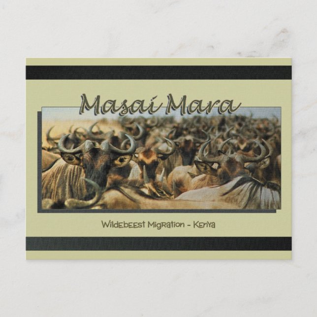 Wildebeest/Gnu-Migration, Safari-Postkarten Postkarte (Vorderseite)