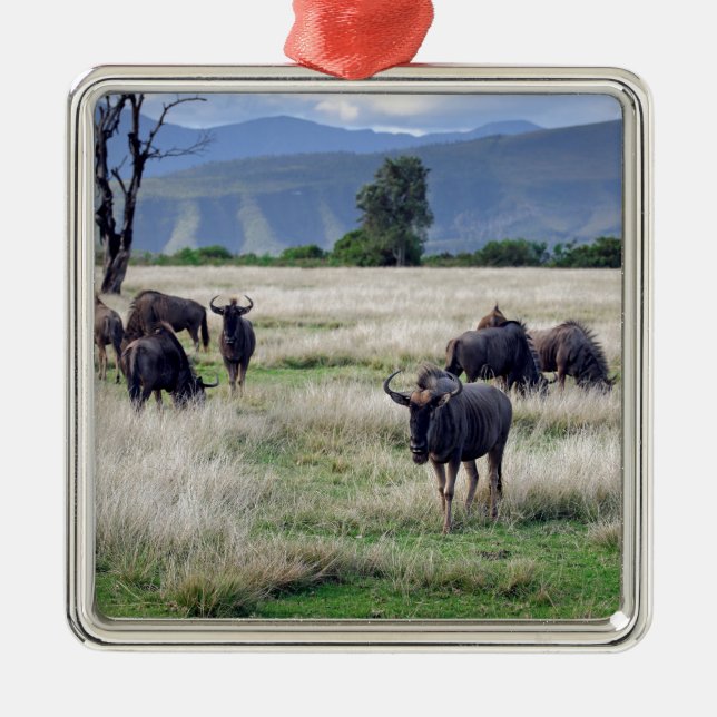 Wildebeest herd silbernes ornament (Vorne)