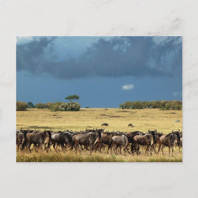 Wildebeest Migration Masai Mara Kenya Postkarte (Vorderseite)