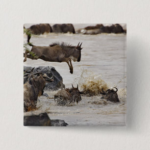 Wildebeest springt in den Mara River Button