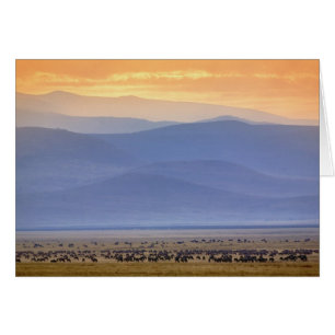 Wildebeest während der Migration, Conerneut aetes