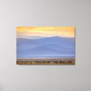 Wildebeest während der Migration, Conerneut aetes Leinwanddruck