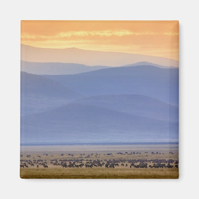 Wildebeest während der Migration, Connochaetes Magnet (Vorne)