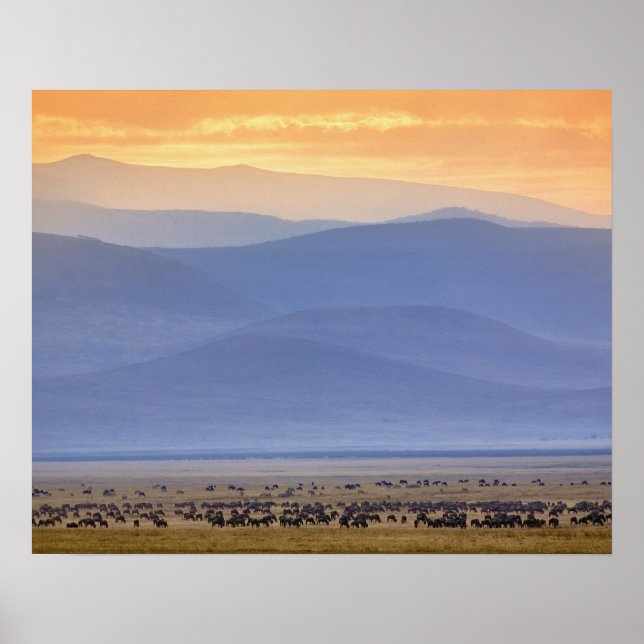 Wildebeest während der Migration, Connochaetes Poster (Vorne)