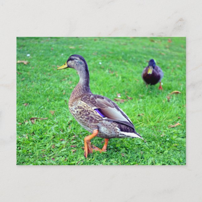 Wildente Postkarte (Vorderseite)