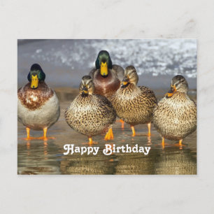 Wildenten-Foto zum Geburtstag Postkarte