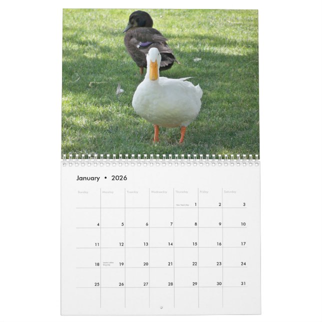 Wildenten Kalender (Jan 2026)