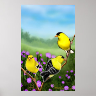 Wilder amerikanischer Goldfinches-Druck Poster